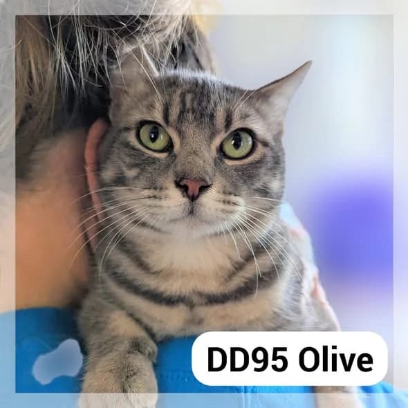 Olive & Jo, male puppy Mixed Breed for adoption at SCPA Carcassonne, Carcassonne