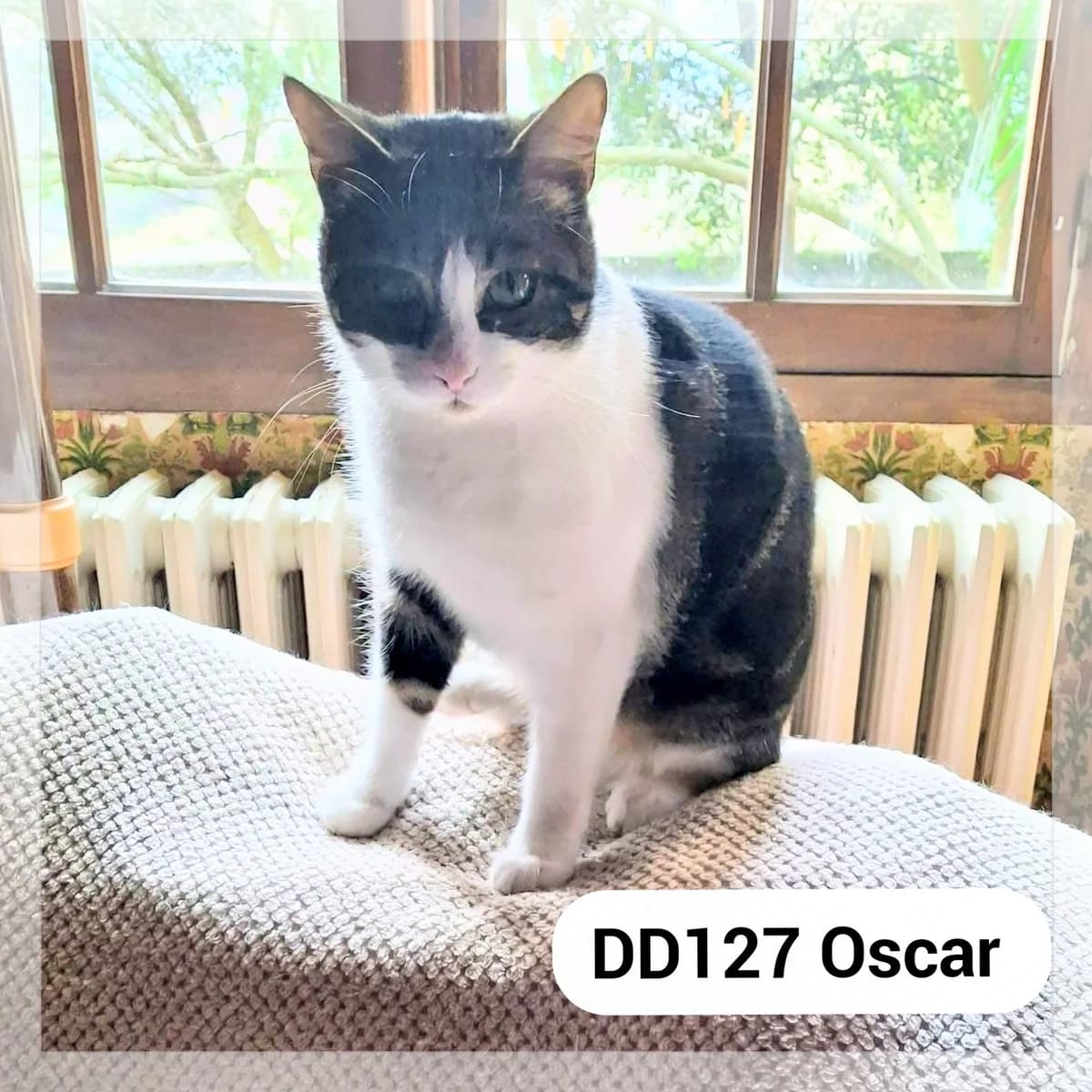 Oscar – F.A., male young Mixed Breed for adoption at SCPA Carcassonne, Carcassonne