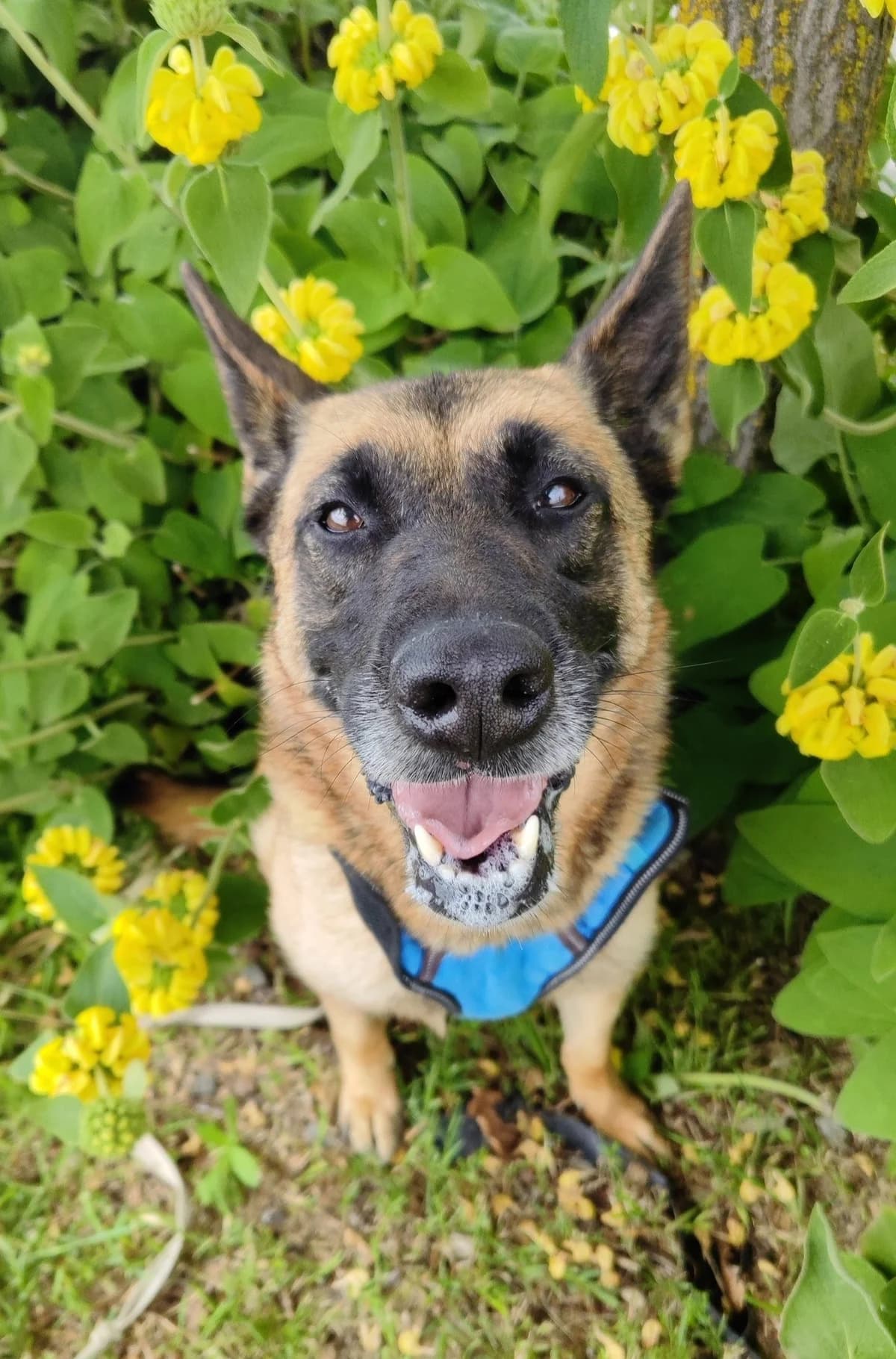 Osiris, female senior Mixed Breed for adoption at SCPA Carcassonne, Carcassonne