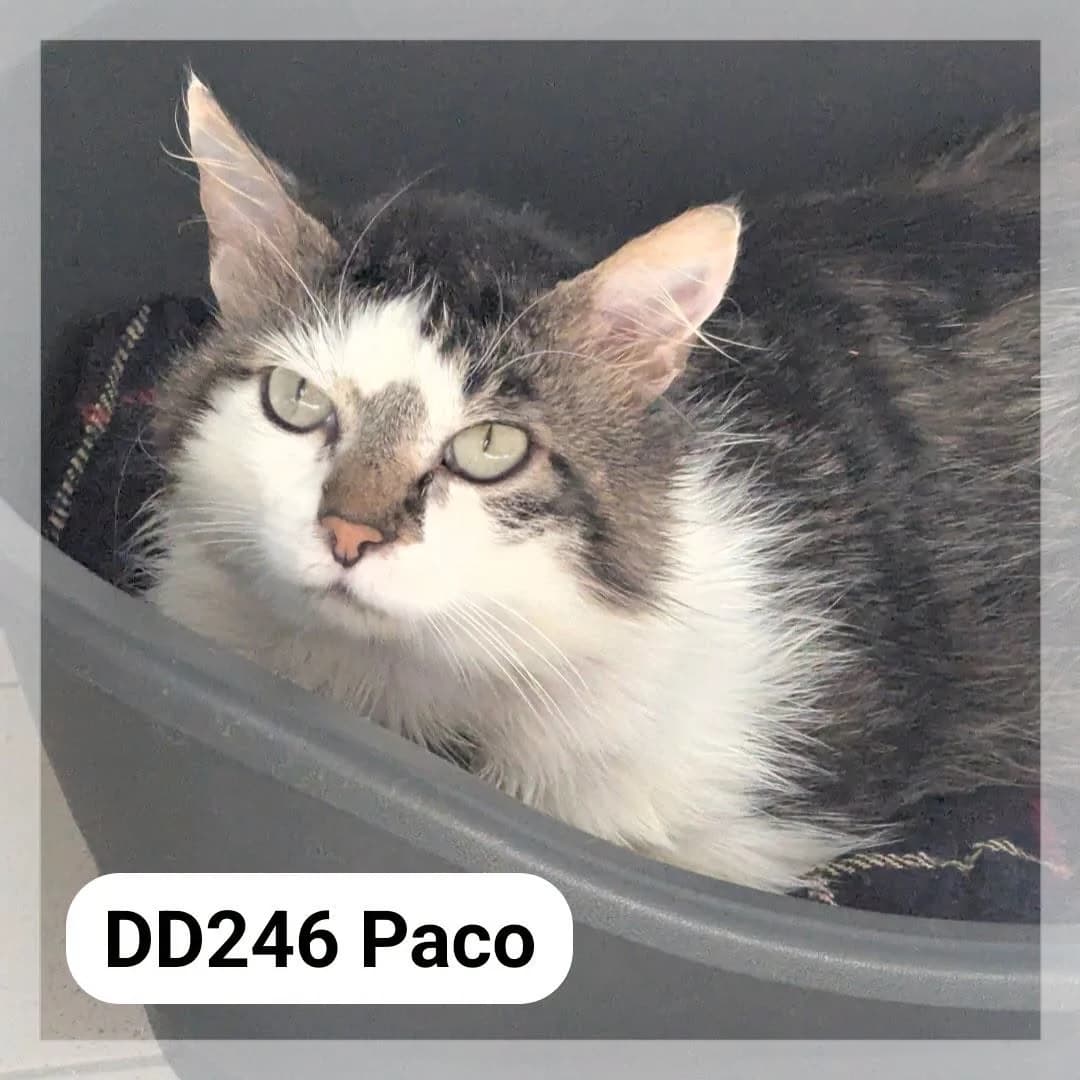 Paco, male young Mixed Breed for adoption at SCPA Carcassonne, Carcassonne