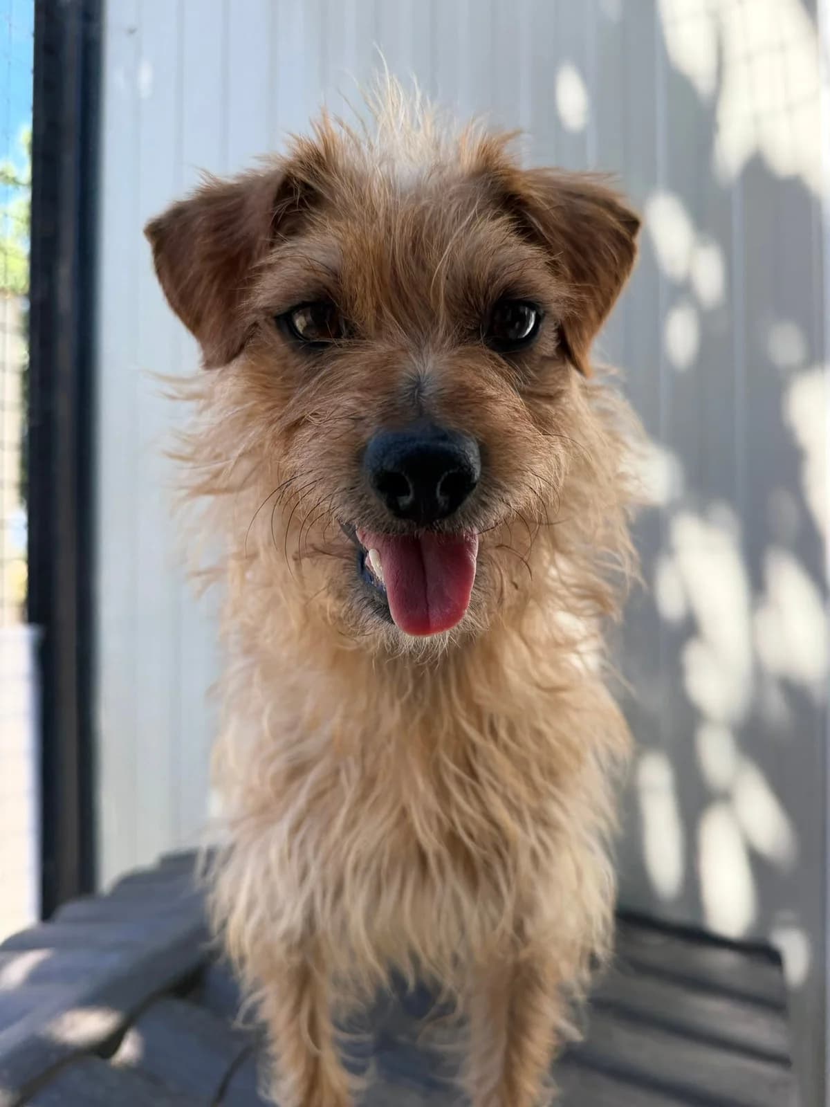 Pamie, female young mixed breed for adoption at SCPA Carcassonne, Carcassonne