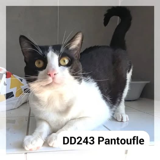 Pantoufle, male young Mixed Breed for adoption at SCPA Carcassonne, Carcassonne