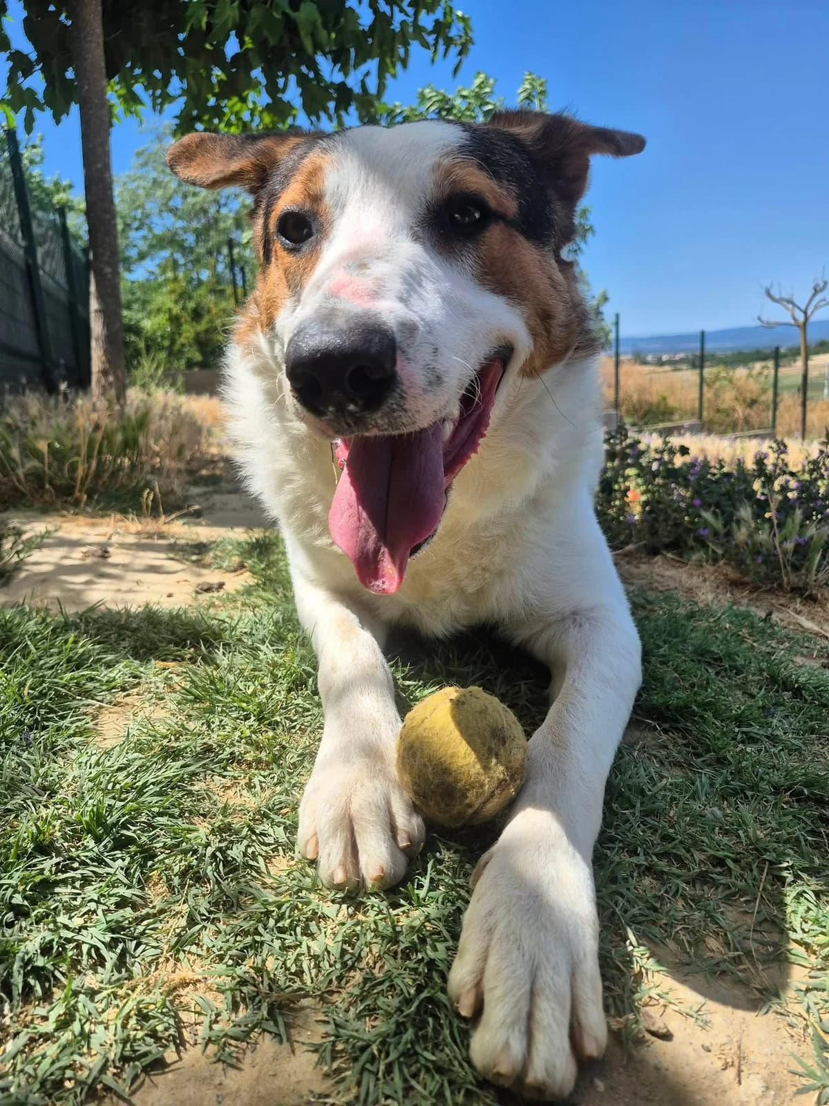 Paulo, male young mixed breed for adoption at SCPA Carcassonne, Carcassonne