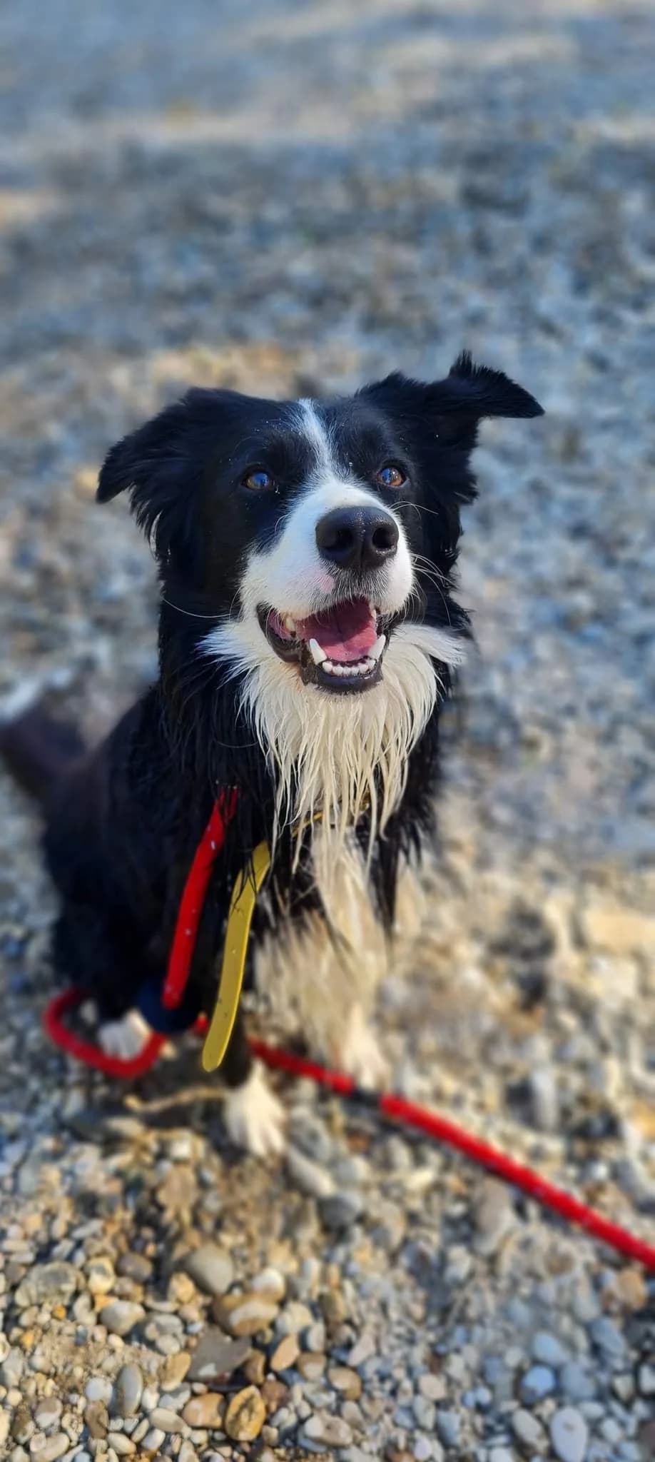 Phoenix, male 7yo Mixed Breed for adoption at SCPA Carcassonne, Carcassonne