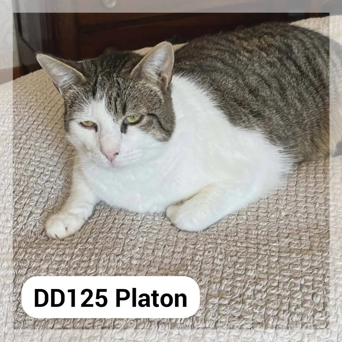 Platon – F.A., male young Mixed Breed for adoption at SCPA Carcassonne, Carcassonne