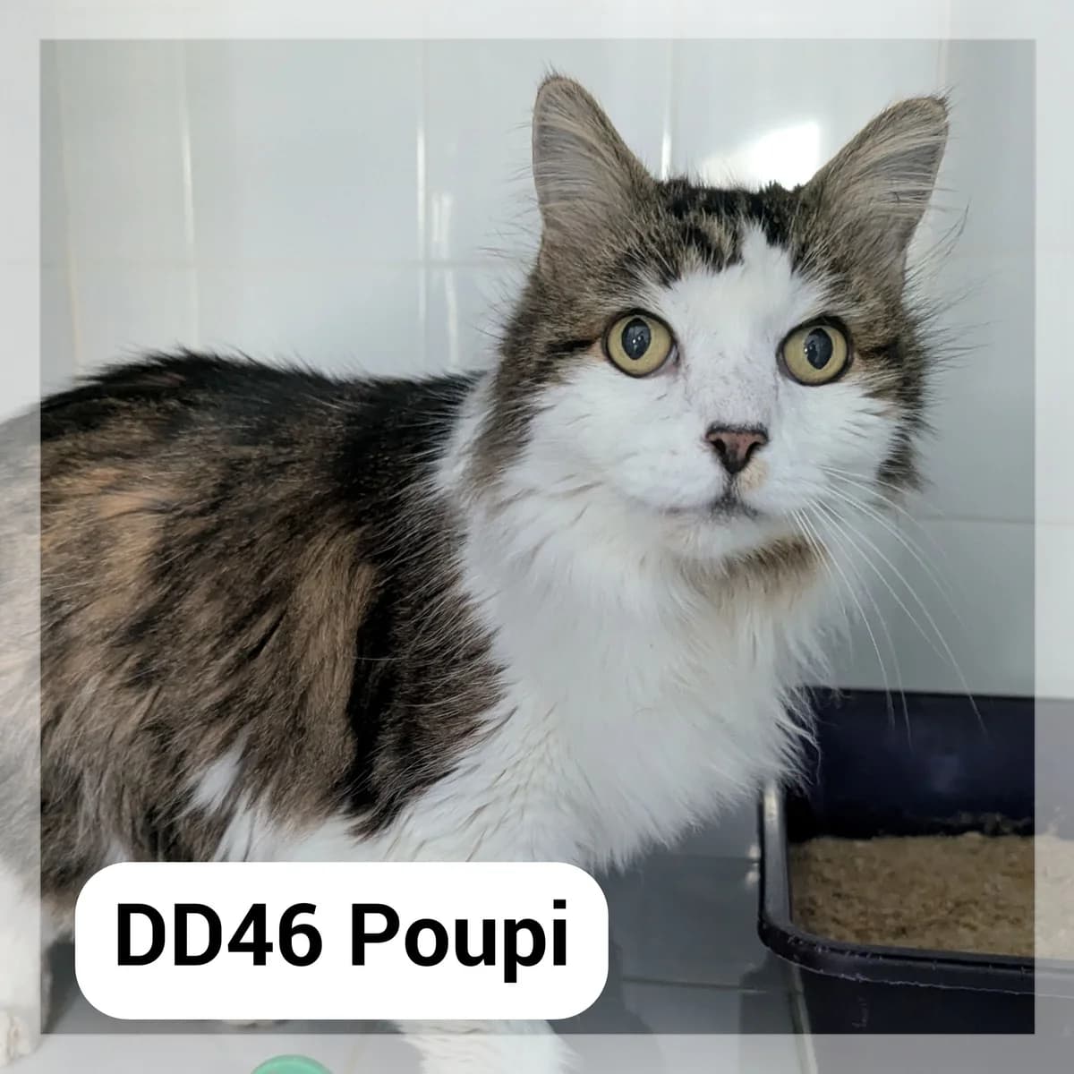 Poupi, male senior Mixed Breed for adoption at SCPA Carcassonne, Carcassonne