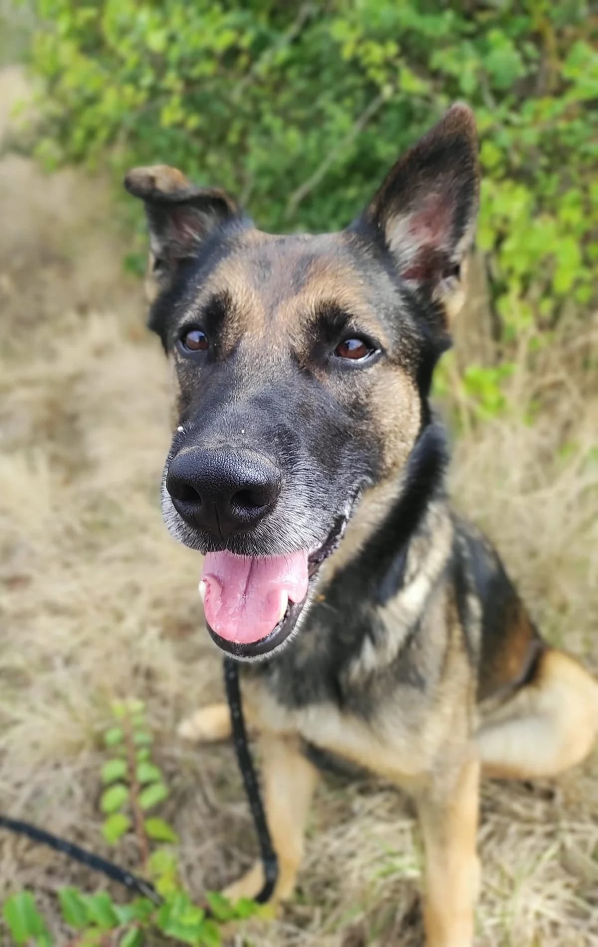 Purple, female 6yo Mixed Breed for adoption at SCPA Carcassonne, Carcassonne