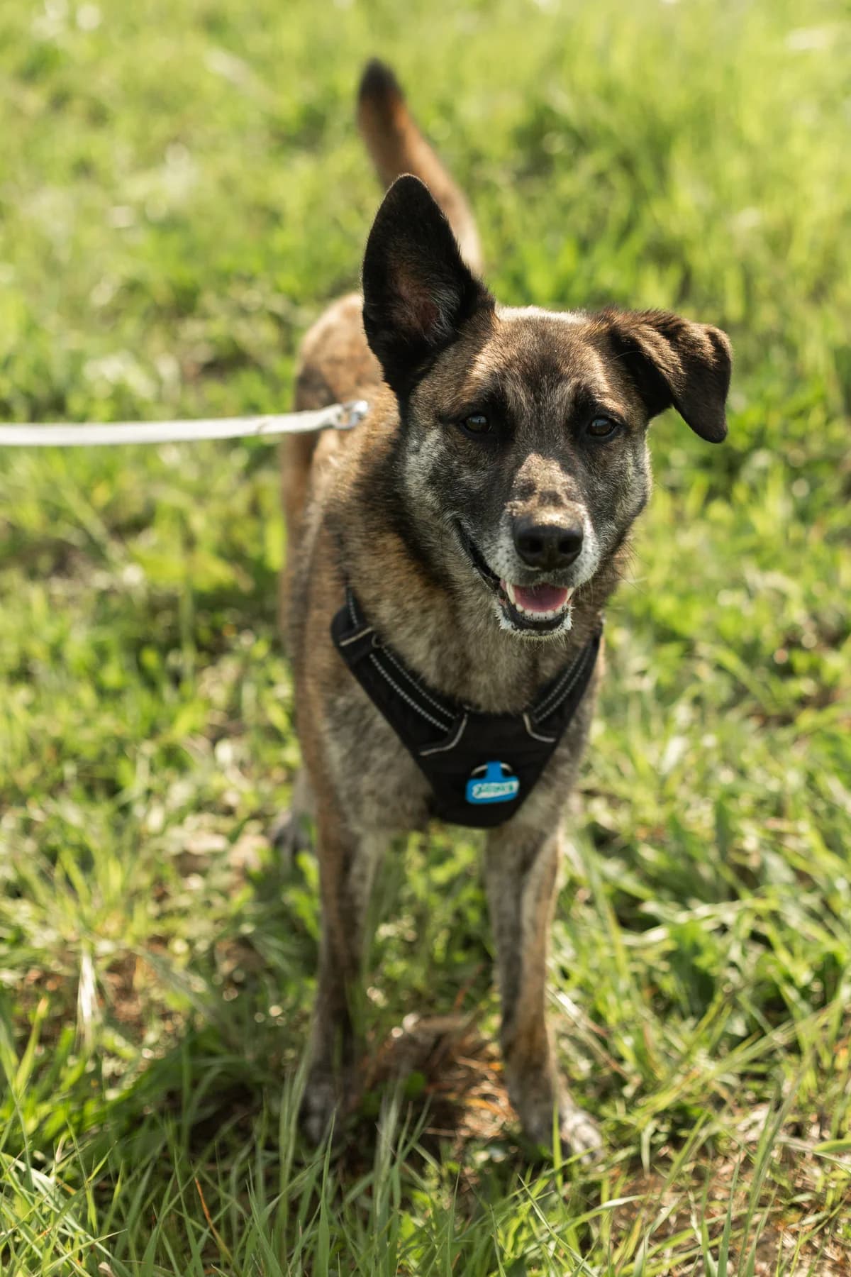 Rocky, male 5yo Mixed Breed for adoption at SCPA Carcassonne, Carcassonne