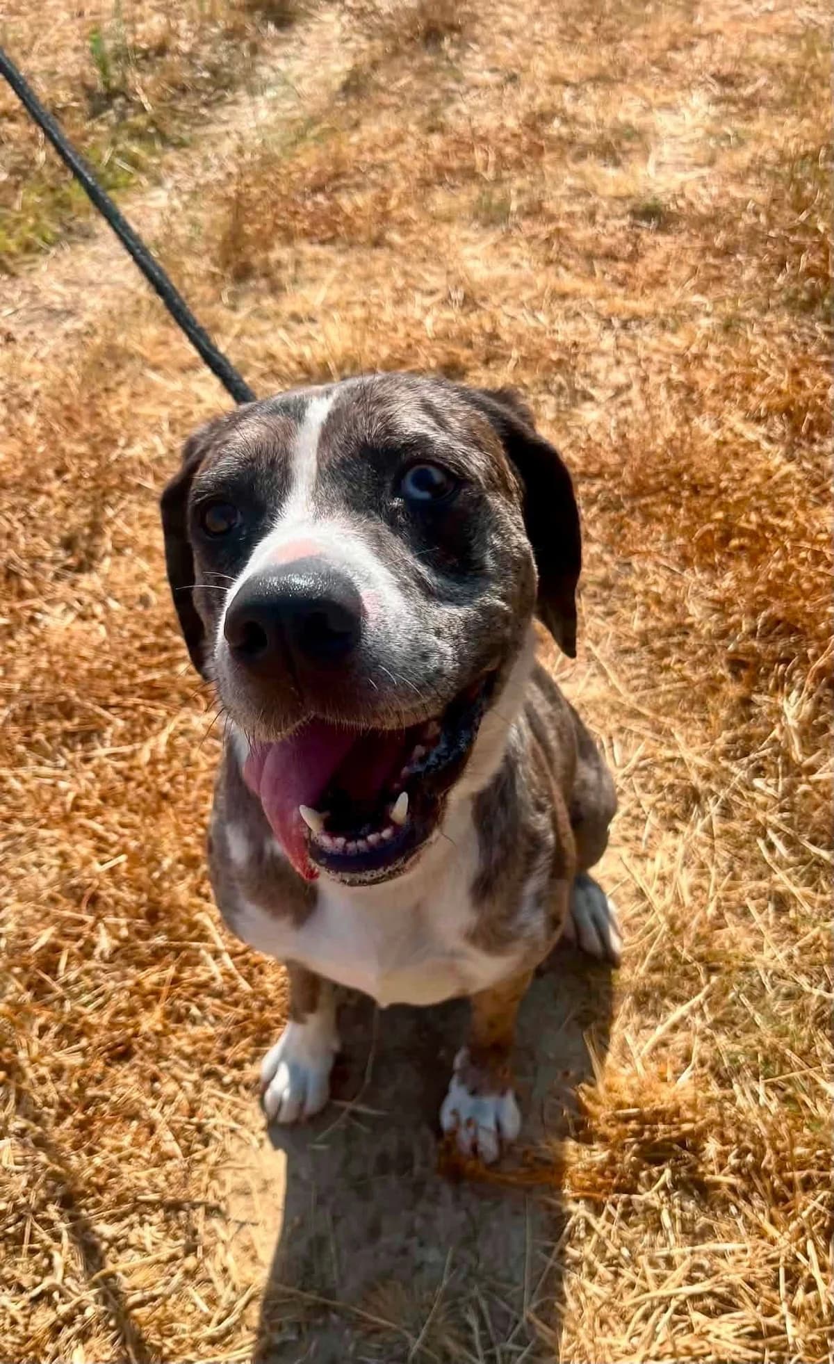 Saphir, female 4yo Australian Shepherd for adoption at SCPA Carcassonne, Carcassonne