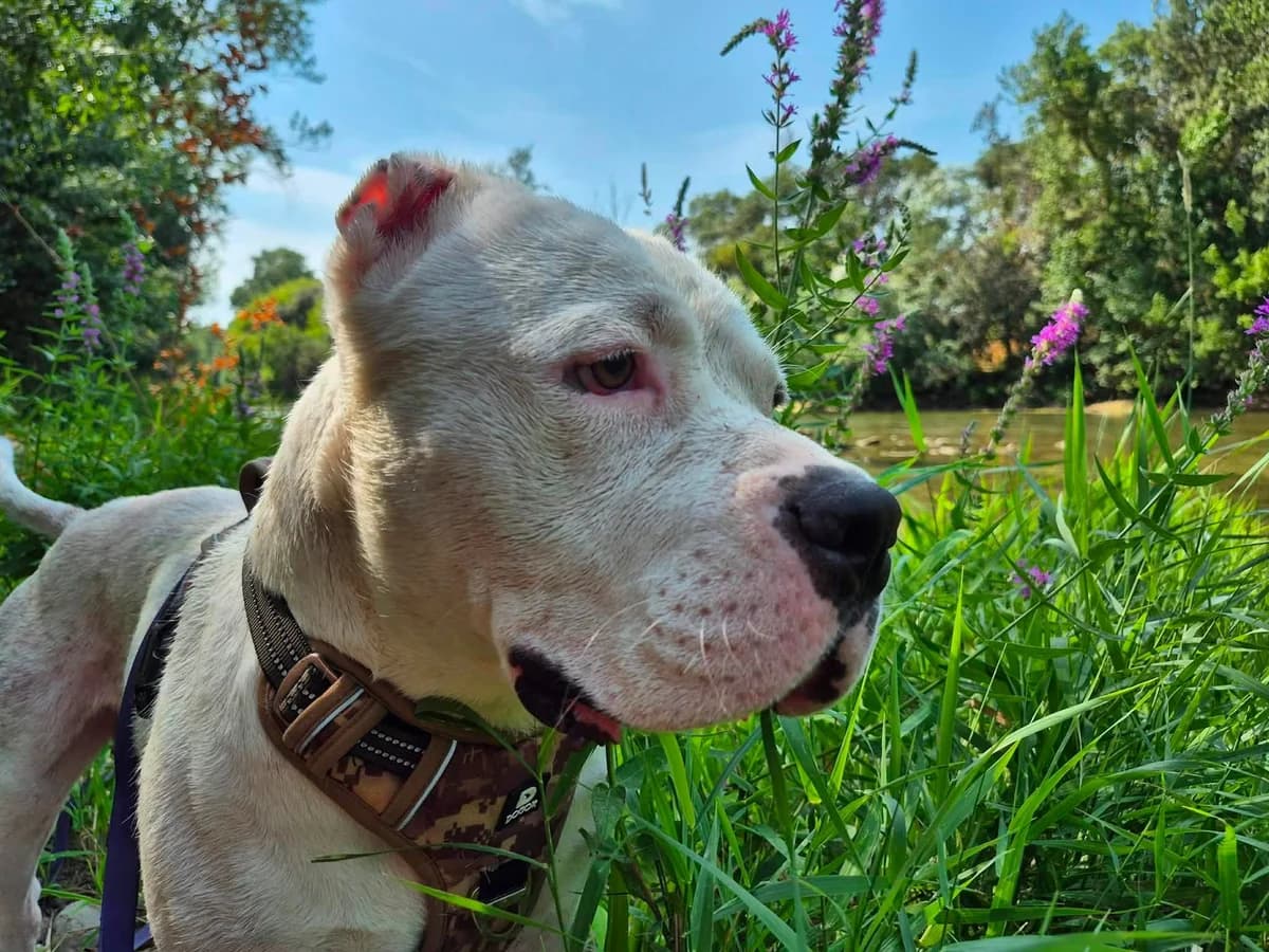 Snow, male young Mixed Breed for adoption at SCPA Carcassonne, Carcassonne