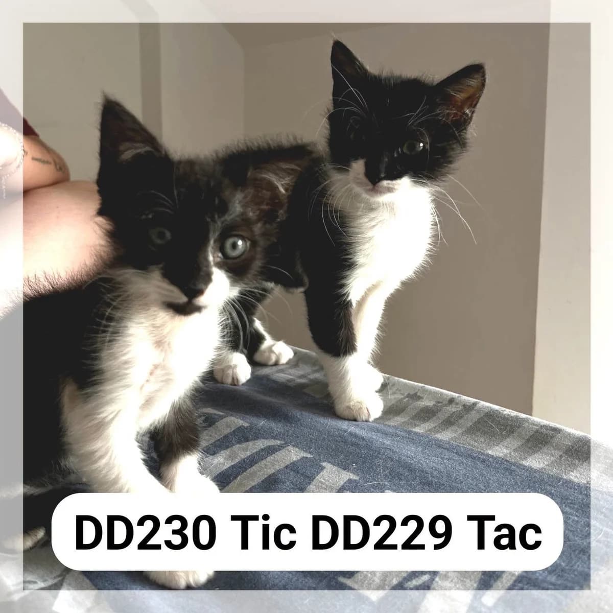 Tic & Tac en F.A, male Mixed Breed for adoption at SCPA Carcassonne, Carcassonne
