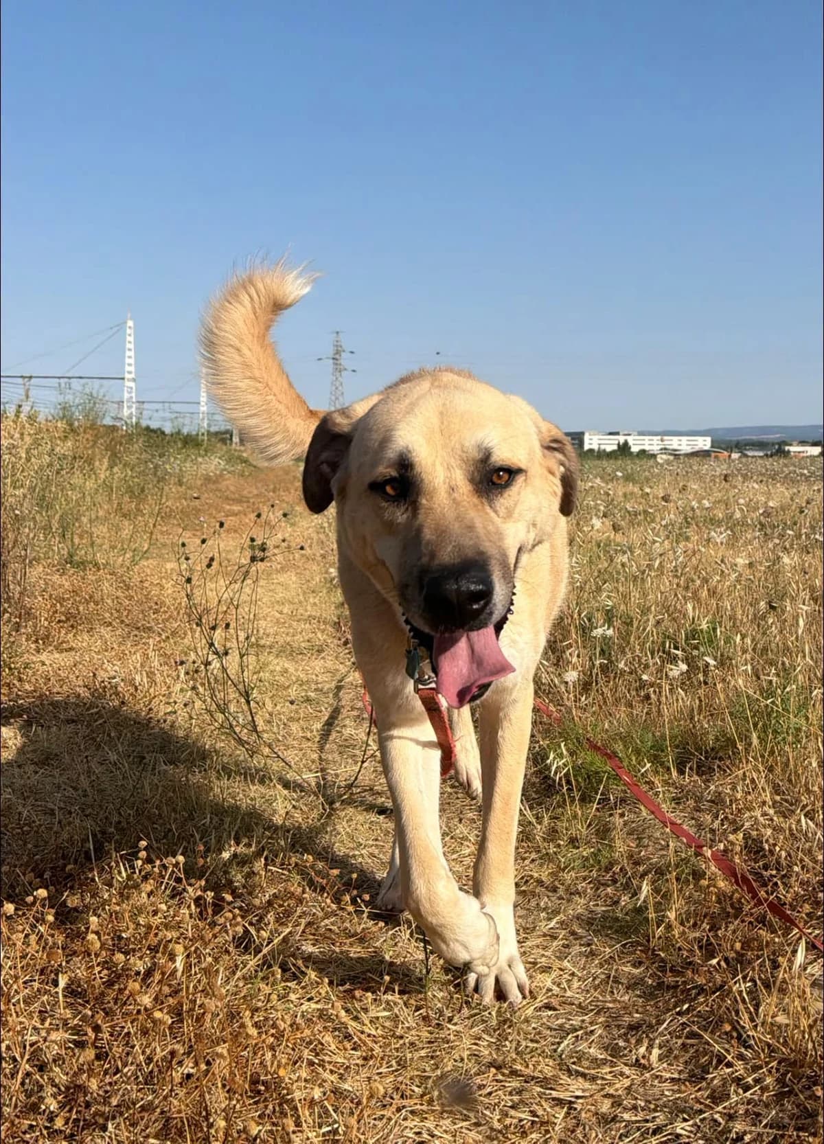 Ticoin, male 4yo mixed breed for adoption at SCPA Carcassonne, Carcassonne
