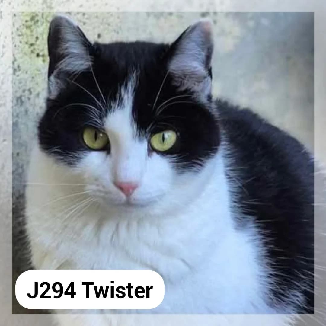 Twister, male young Mixed Breed for adoption at SCPA Carcassonne, Carcassonne