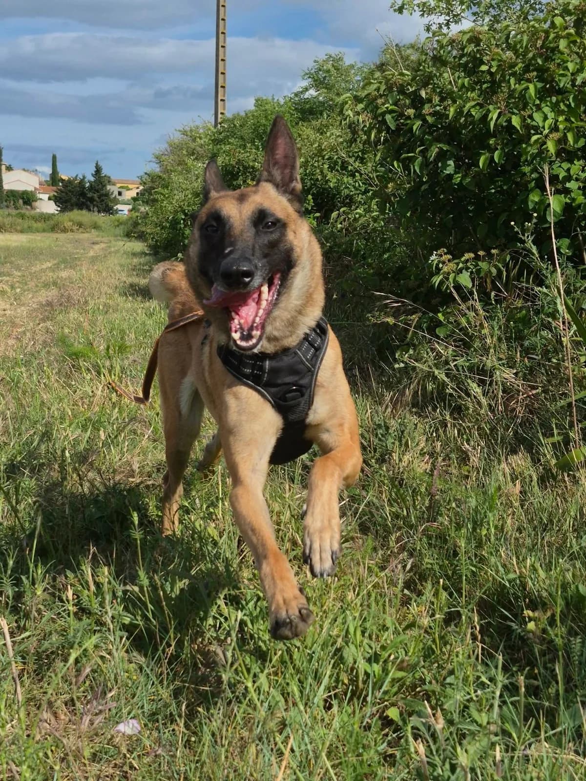 Vaya, female young mixed breed for adoption at SCPA Carcassonne, Carcassonne