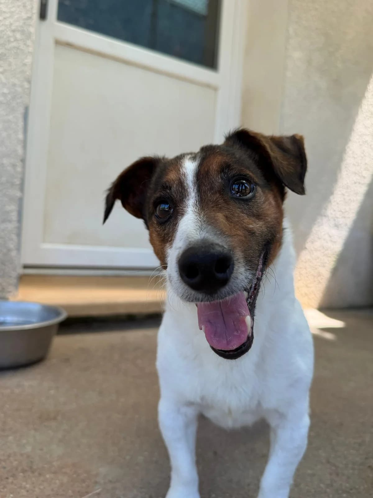 Venome, male mixed breed for adoption at SCPA Carcassonne, Carcassonne