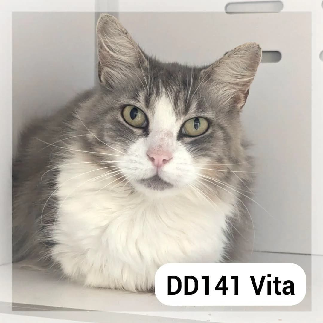 Vita, female 4yo Mixed Breed for adoption at SCPA Carcassonne, Carcassonne