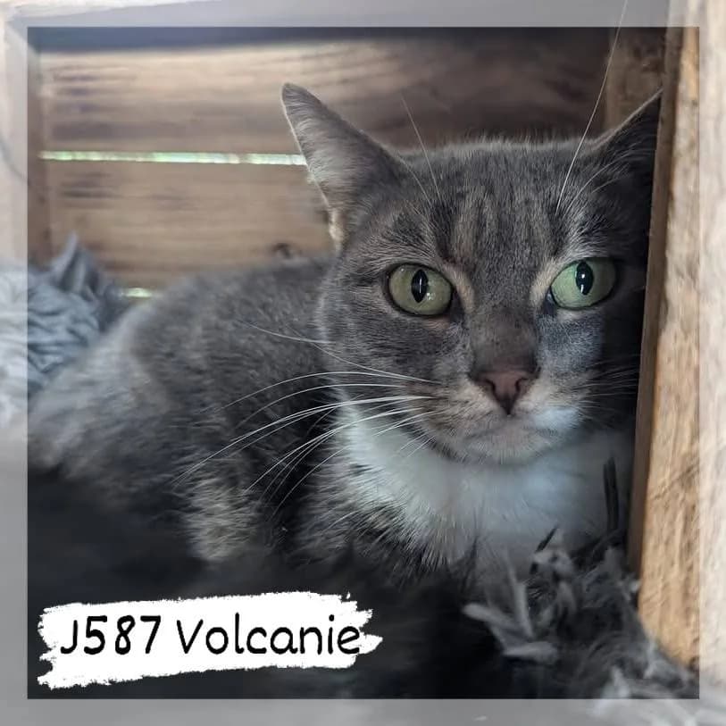 Volcanie, female 5yo Mixed Breed for adoption at SCPA Carcassonne, Carcassonne