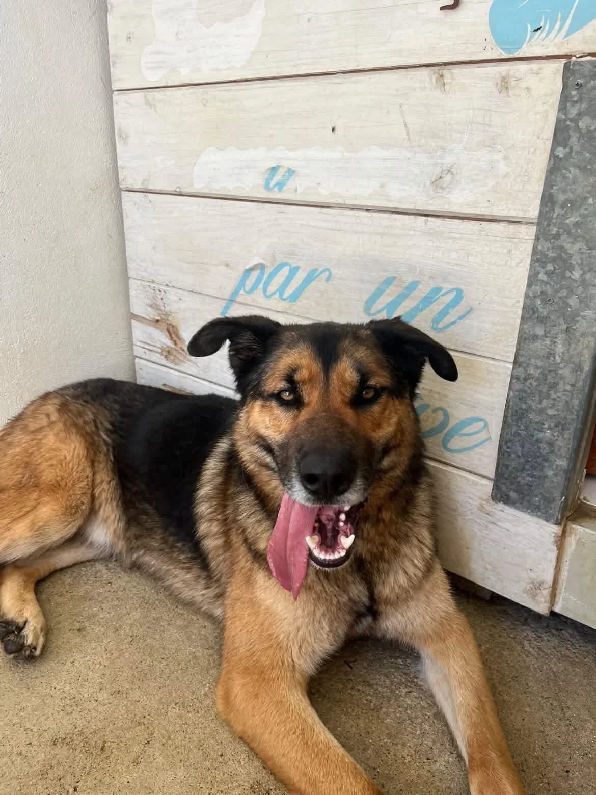 Volt, male young mixed breed for adoption at SCPA Carcassonne, Carcassonne