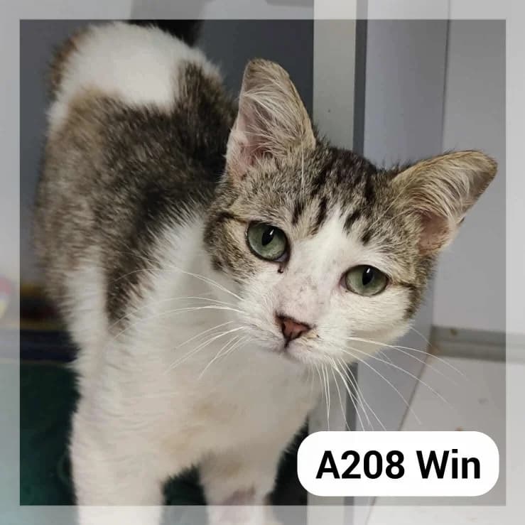 Win *SOS FALD*, male young Mixed Breed for adoption at SCPA Carcassonne, Carcassonne