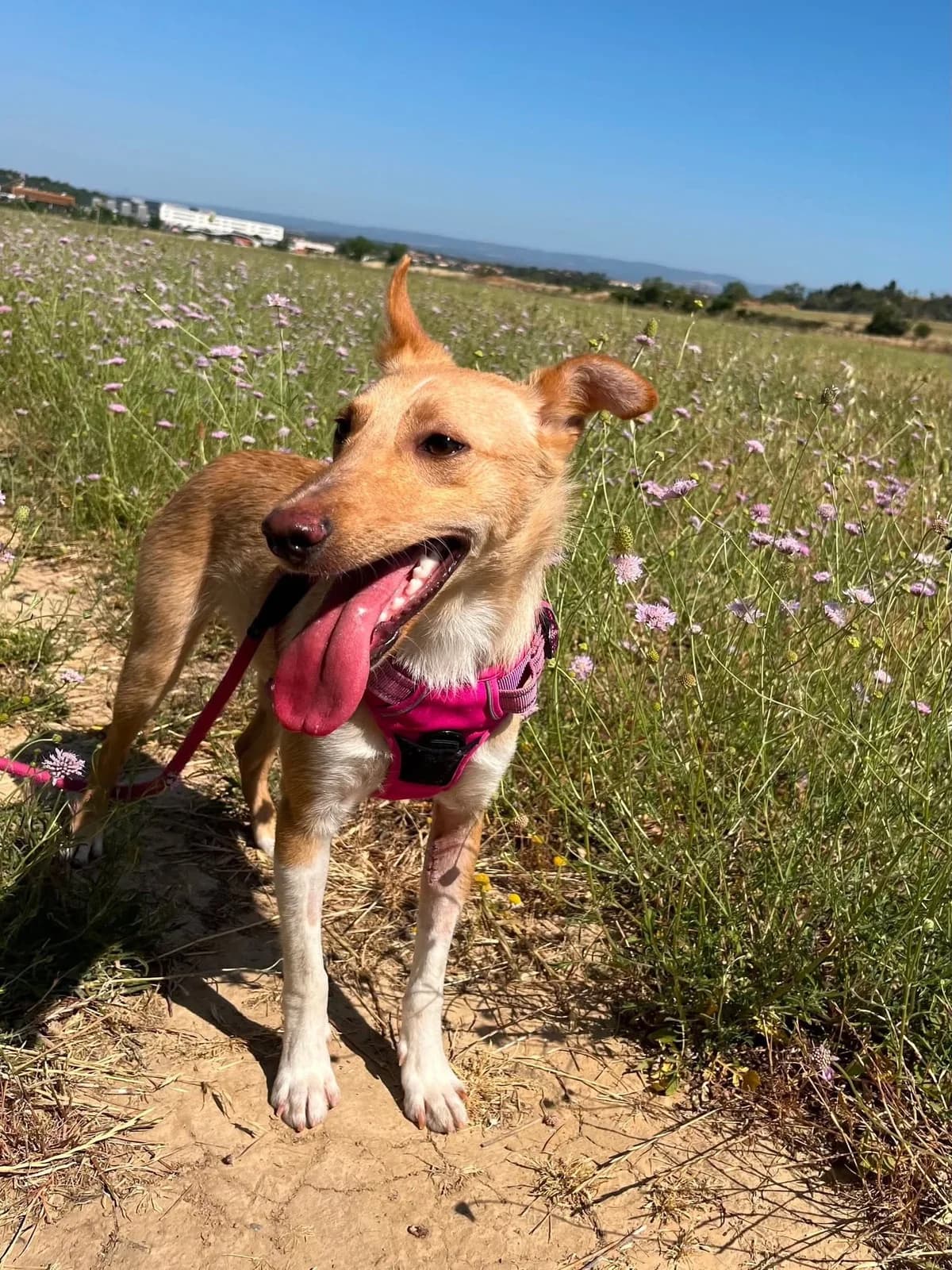 Yago, male young Podenco for adoption at SCPA Carcassonne, Carcassonne