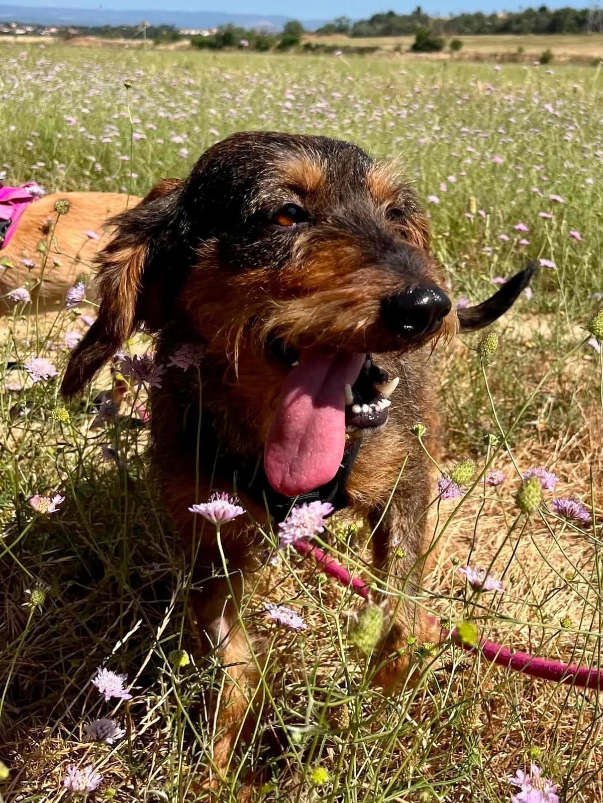 Yanka, female 4yo mixed breed for adoption at SCPA Carcassonne, Carcassonne