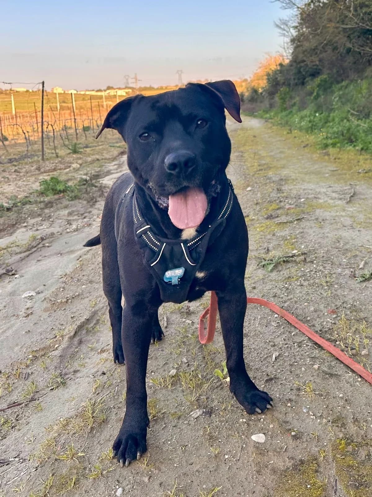 Zion, male 5yo Mixed Breed for adoption at SCPA Carcassonne, Carcassonne