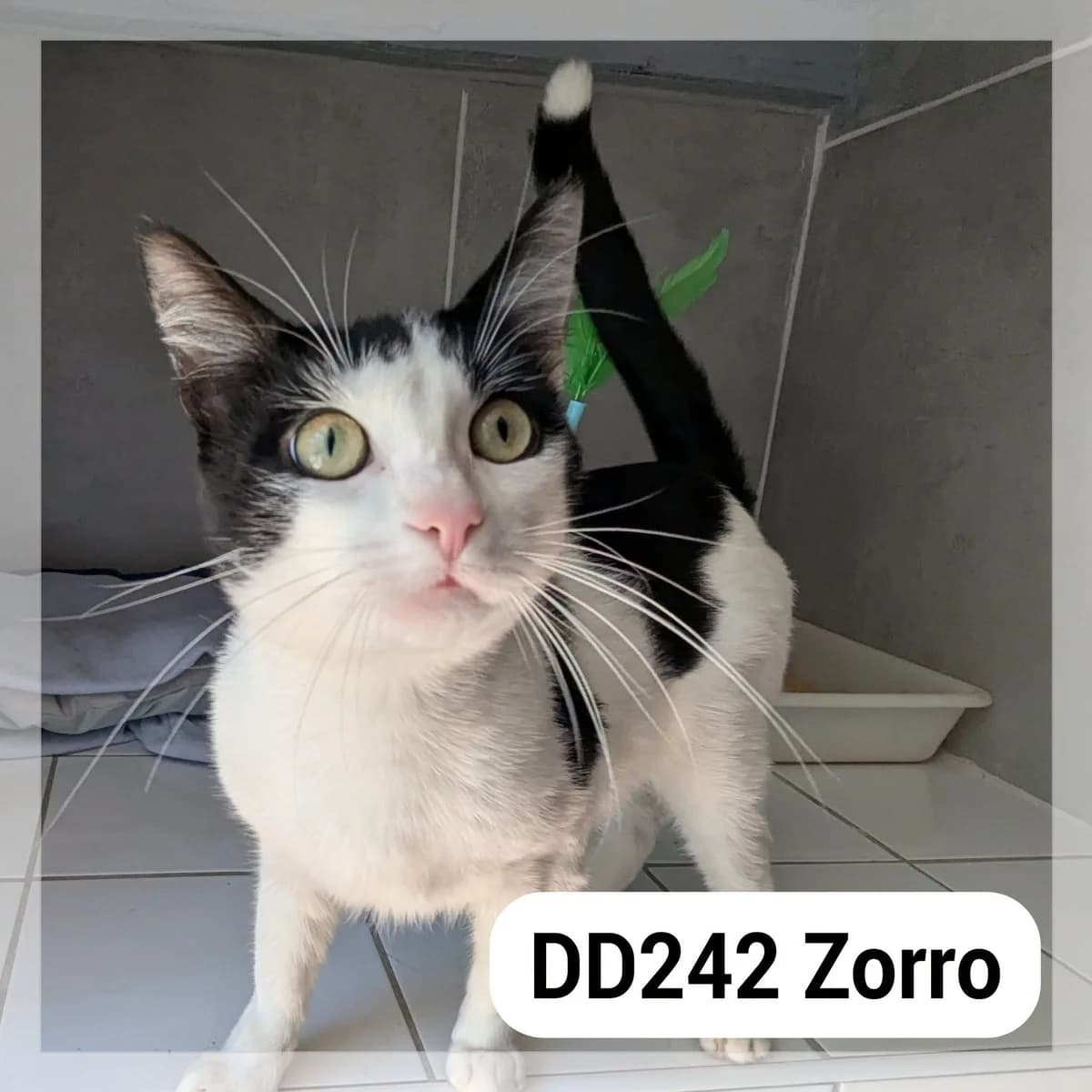 Zoro, male puppy Mixed Breed for adoption at SCPA Carcassonne, Carcassonne