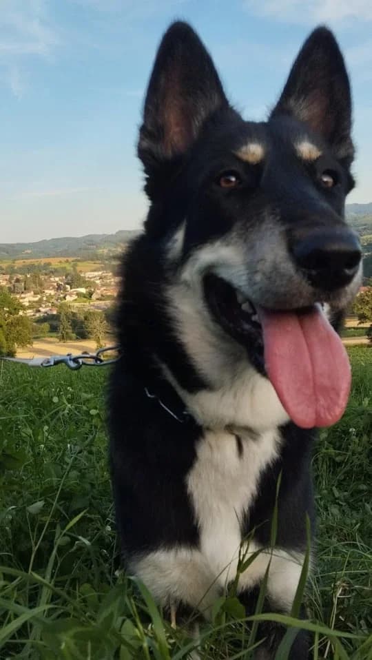 Sisco, male young Mixed Breed for adoption at SFPA71 Secours français pour animaux, sfpa71 secours francais pour animaux