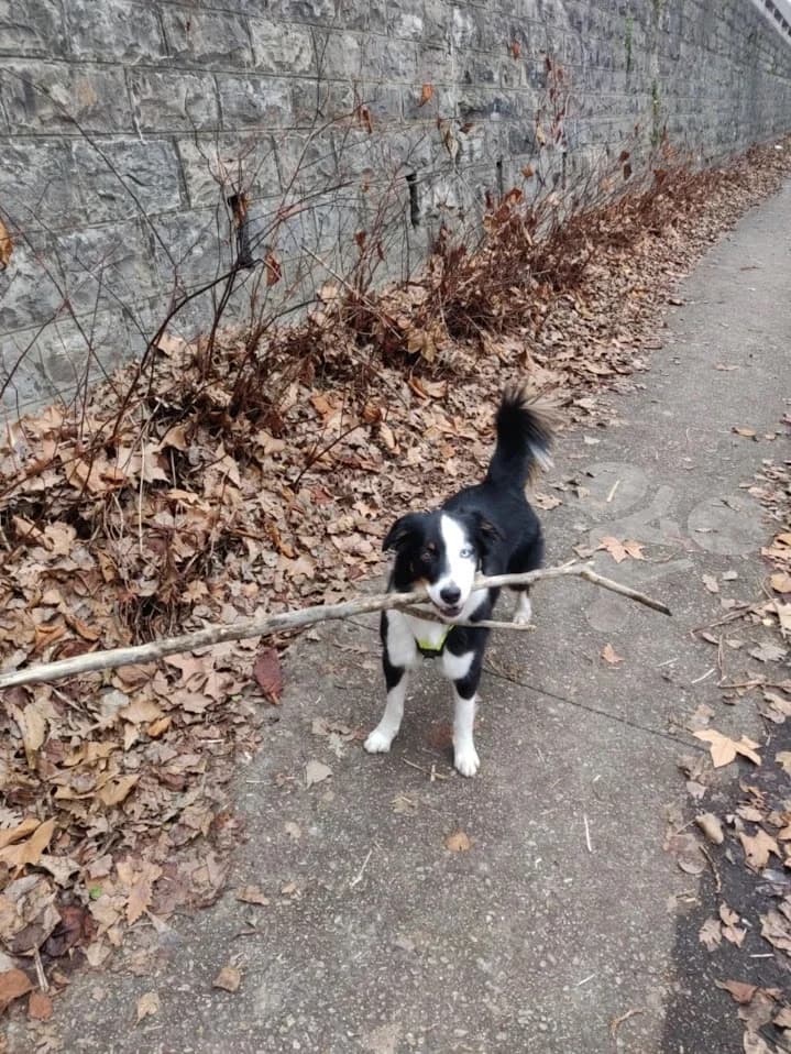 Ziggy, male 5yo Mixed Breed for adoption at SFPA71 Secours français pour animaux, sfpa71 secours francais pour animaux
