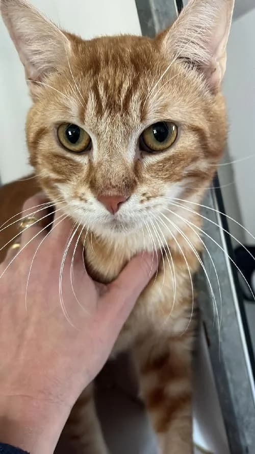 ABRICOT, male young mixed breed for adoption at SHPA Le Havre, Le Havre