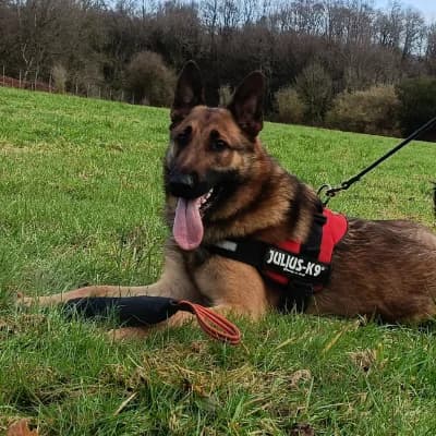 AIKO, male young German Shepherd for adoption at SHPA Le Havre, Le Havre