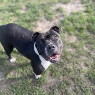 ANGELE / ANDJAL, female senior American Bully for adoption at SHPA Le Havre, Le Havre