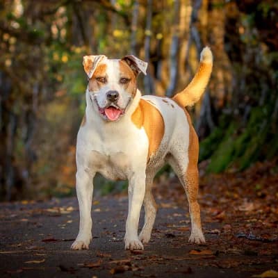 ANGIE, female 6yo mixed breed for adoption at SHPA Le Havre, Le Havre