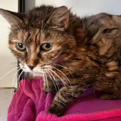 AQUARELLE, female senior mixed breed for adoption at SHPA Le Havre, Le Havre
