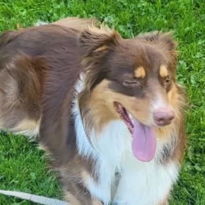 AVALON, male young Australian Shepherd for adoption at SHPA Le Havre, Le Havre