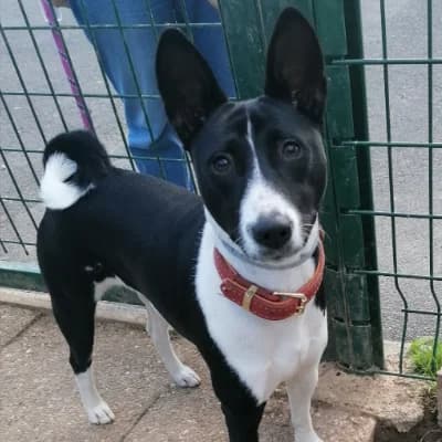 Baiko du Domaine Heladog, male puppy mixed breed for adoption at SHPA Le Havre, Le Havre
