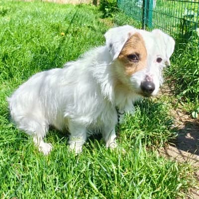 BALI, male 7yo Jack Russell Terrier for adoption at SHPA Le Havre, Le Havre