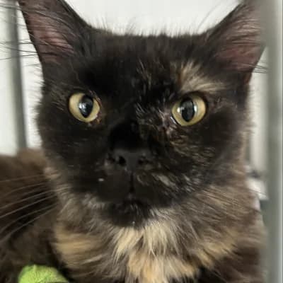 BLOOMY, female young mixed breed for adoption at SHPA Le Havre, Le Havre