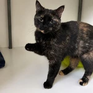 CHANNEL, female young mixed breed for adoption at SHPA Le Havre, Le Havre