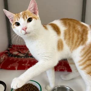 Chyro, male young mixed breed for adoption at SHPA Le Havre, Le Havre