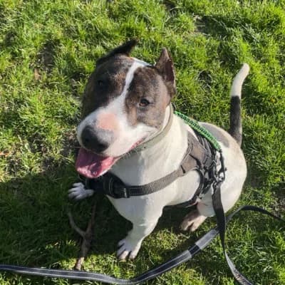 DEMO, male 3yo Bull Terrier for adoption at SHPA Le Havre, Le Havre