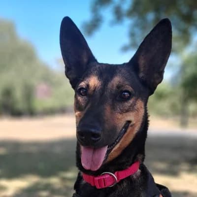 ECLAIRE, female 5yo Belgian Malinois for adoption at SHPA Le Havre, Le Havre