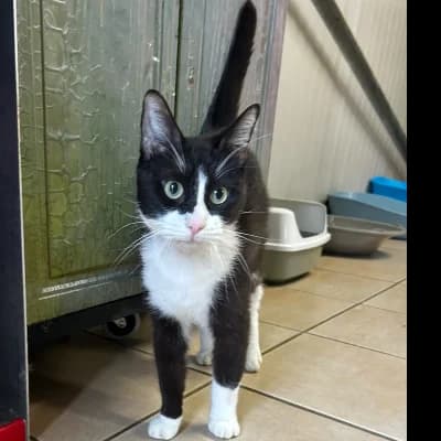 FELIX, male 4yo mixed breed for adoption at SHPA Le Havre, Le Havre