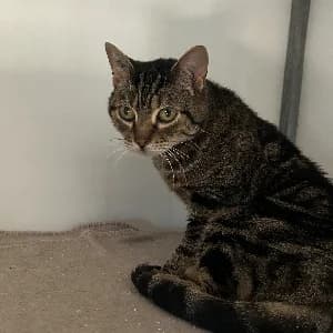 FRIPOUILLE 2, female senior mixed breed for adoption at SHPA Le Havre, Le Havre