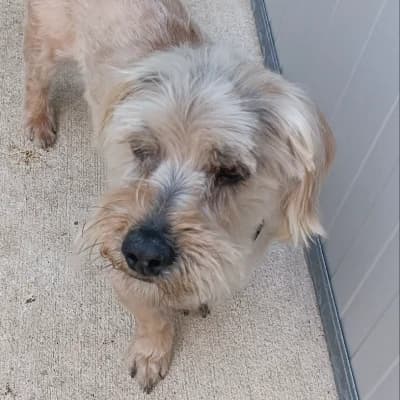 FRIPOUILLE, male senior Maltese for adoption at SHPA Le Havre, Le Havre