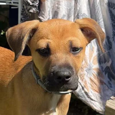 GOUPIX, male puppy Belgian Malinois for adoption at SHPA Le Havre, Le Havre