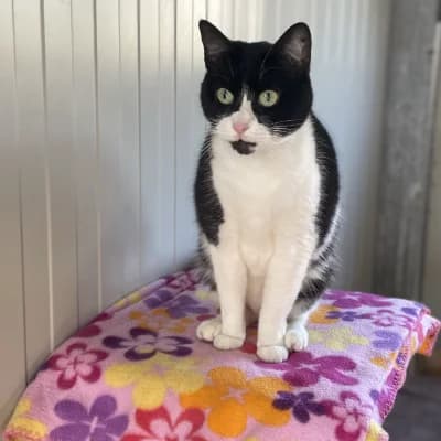 Helene, female senior mixed breed for adoption at SHPA Le Havre, Le Havre