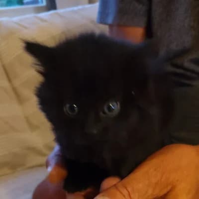 JAZZ, female puppy mixed breed for adoption at SHPA Le Havre, Le Havre