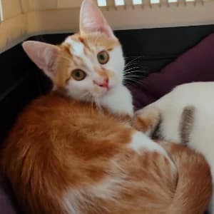 JOEY, male puppy Mixed Breed for adoption at SHPA Le Havre, Le Havre