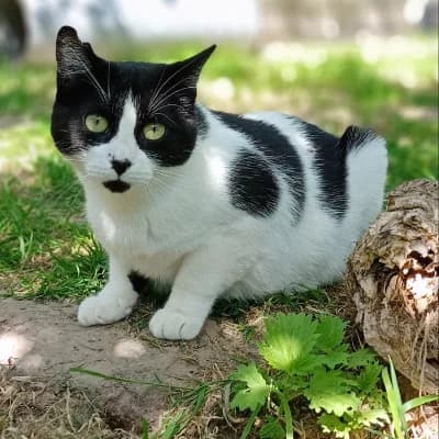 KAKI, female young mixed breed for adoption at SHPA Le Havre, Le Havre